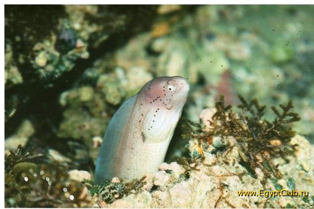 ���������� ������