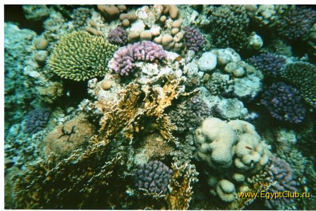 ������ ������