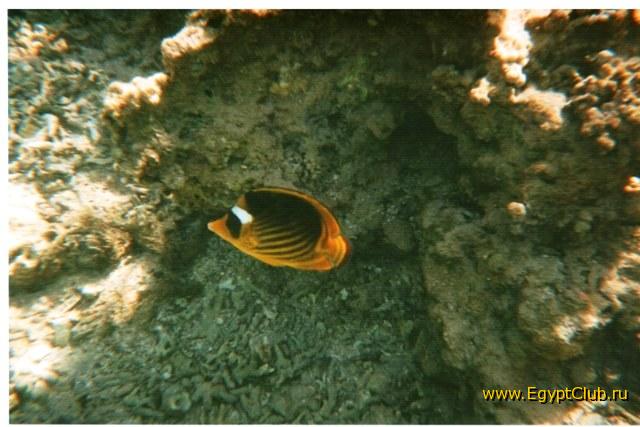 ������ �����