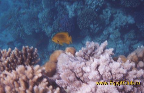 ���������� �����