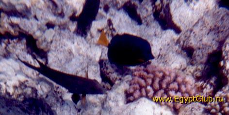 ���������� �����