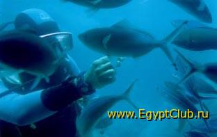 ���������� �����