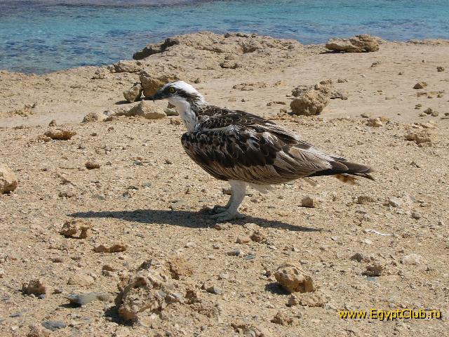 ������ ������ �� ����� ����