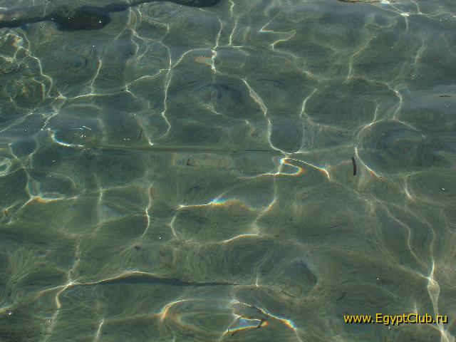 ����� ���� ������