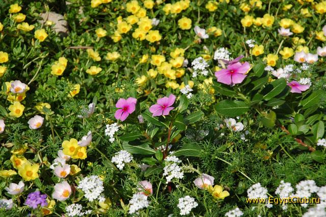 ���� �� ������ ...