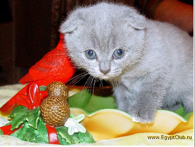 ������������ �����