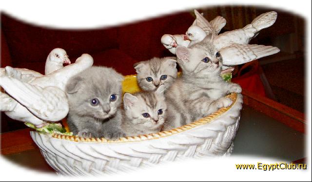 ������� �����