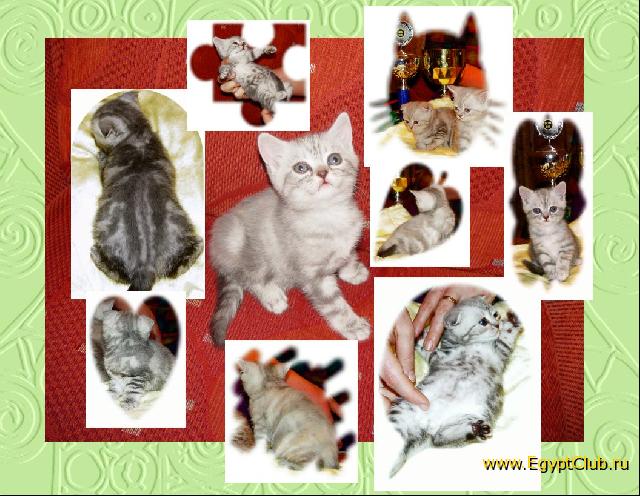 ����������� ��������