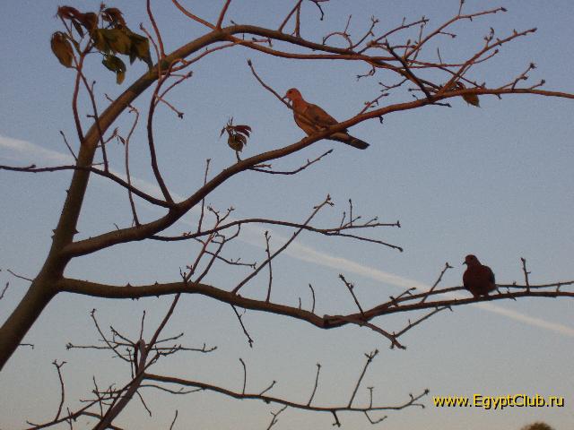 ���������� ������