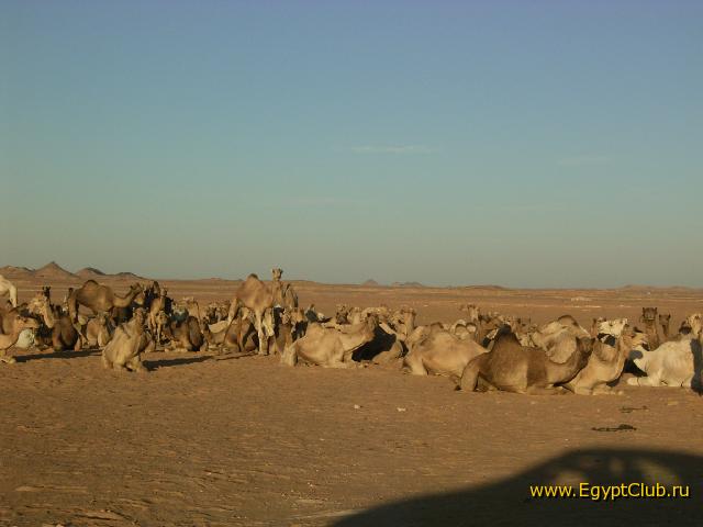 �� ������