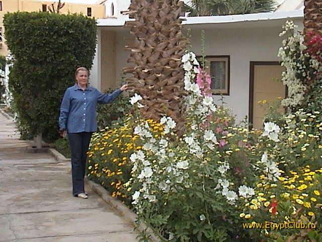 ��� �����