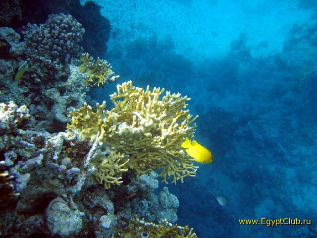 ������ ���� � �������