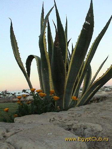 � �� ������ ������ �������...