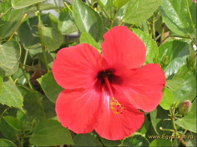 ������ ������� :)