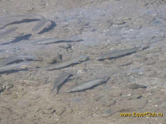 ���� �������� ���� ��� ������