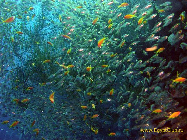 ����� ������