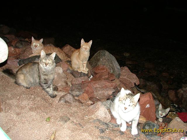 ���������� �����