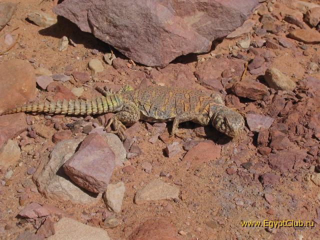 ������� ������