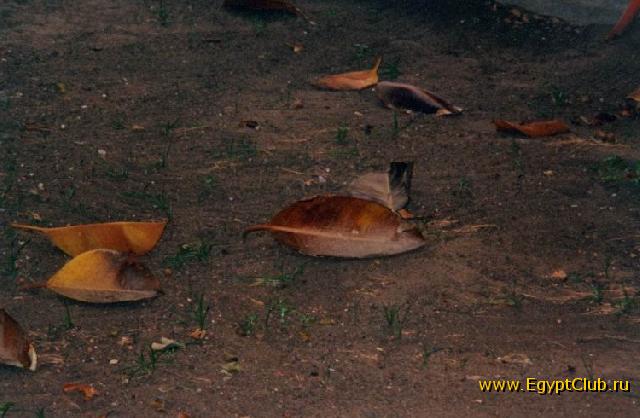 ������� - ���� 025 - ������ ������ �� ������ ��������...