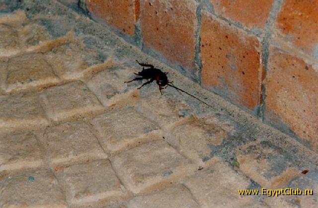 ������� - ���� 026 - ��� ��� ����������!