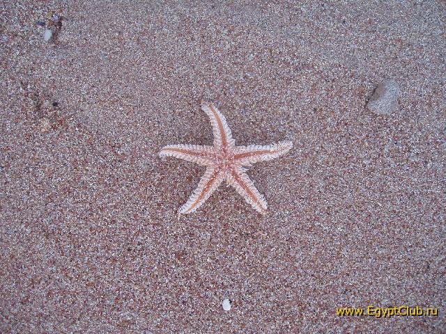 ������� ���������