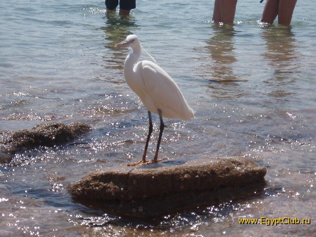 ����� ������