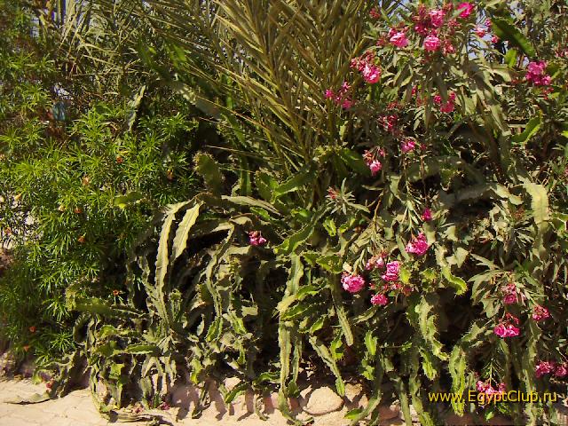 Royal Paradise Resort