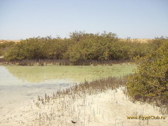 ��� �������