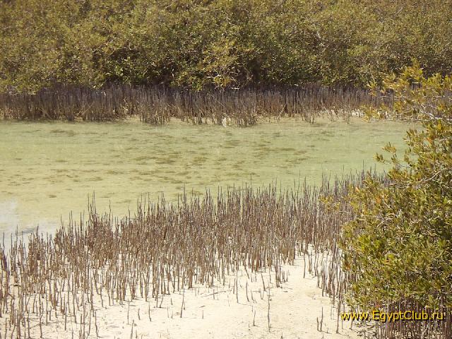 ��� �������