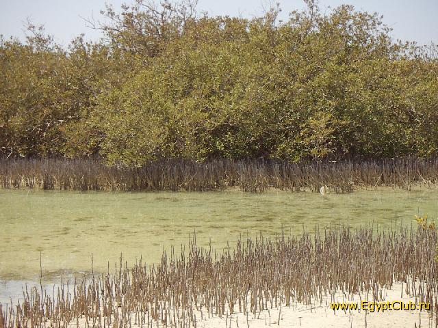 ��� �������