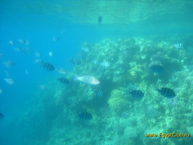 ���� � ����...