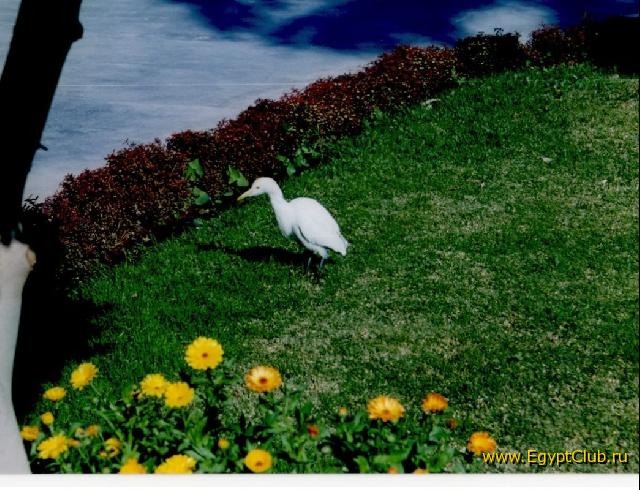 ������ �����