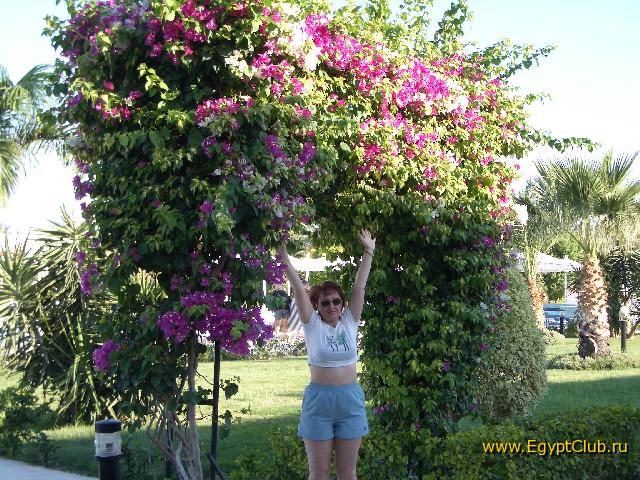 �������, ������