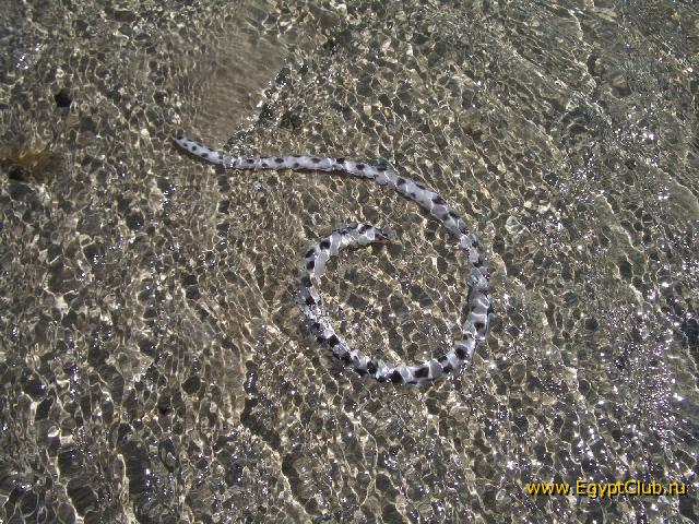 �� �������