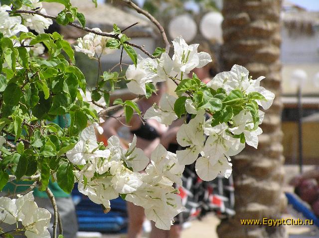 ������ ���