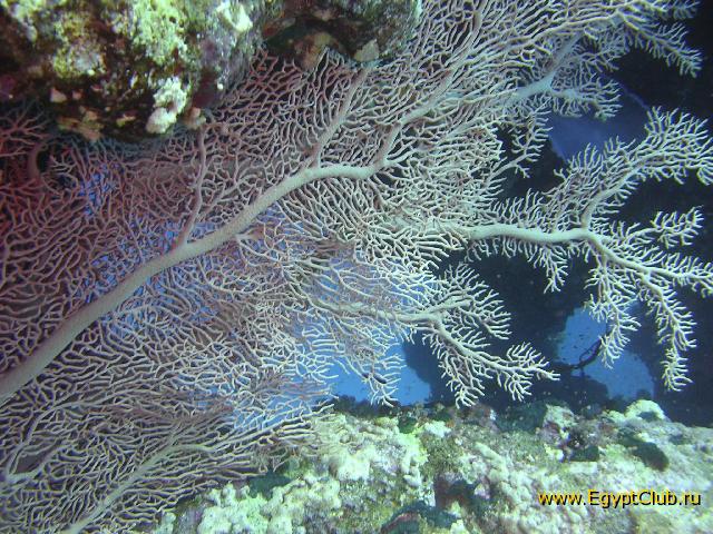 ��� ����� �������