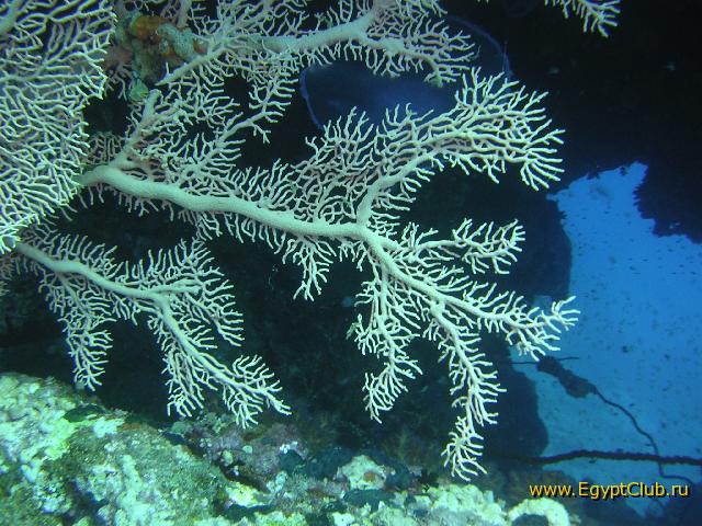 ��� ��� �� ������