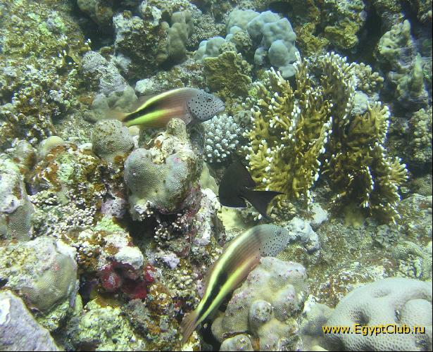 �� Elphinstone Reef