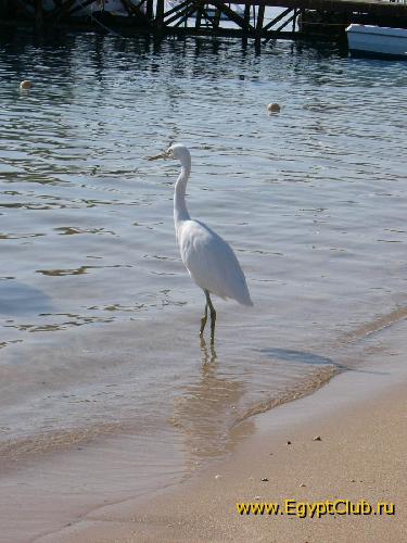 ��� ����?