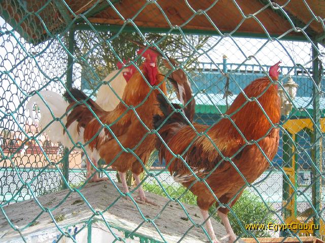 ������ ��� �������:-)...