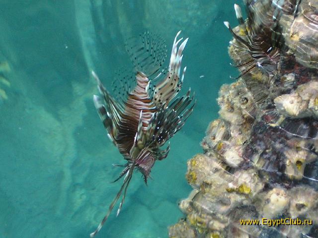 �� ������! �����