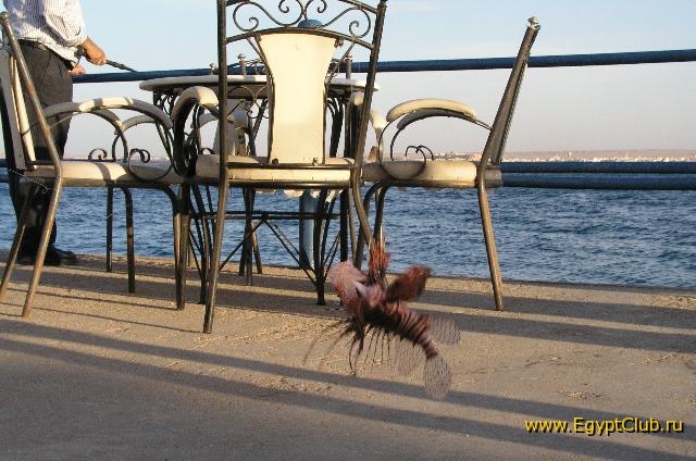 ��� �� ����� ���������-�����