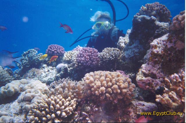 ������� ����