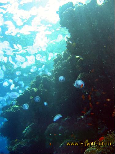 ������ �� ������� ���-����