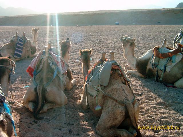 �������� ��������� �����