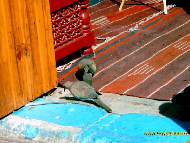 ����� ����. ���������� ������.