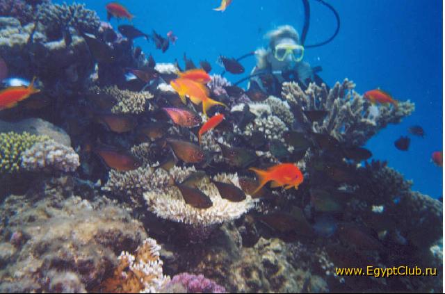 ������� ����