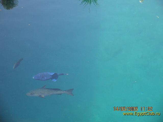 ������� ���