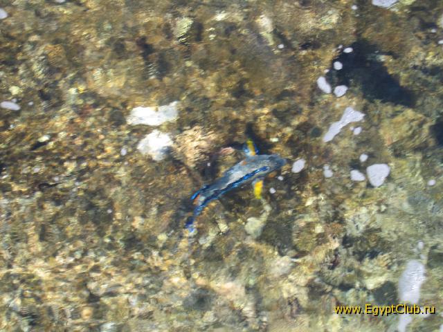 � ���� �����