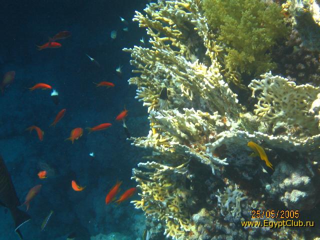 ,  2005